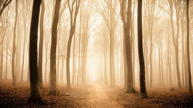 Weg durch einen Buchenwald während eines nebligen Morgens von Sjoerd van der Wal Fotografie