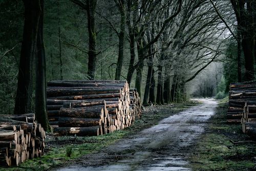Waldweg auf der Veluwe