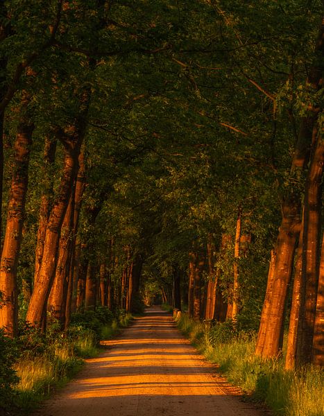 Zomeravond wandeling in het bos. van Michel Knikker