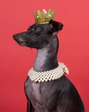 Ein brauner italienischer Windhund mit einer Krone und einer Perlenkette vor rotem Hintergrund von Leoniek van der Vliet