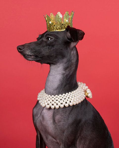 Een bruine italiaanse windhond met een kroon en een parel ketting tegen een rode achtergrond van Leoniek van der Vliet