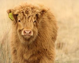 Entzückendes schottisches Highlander-Kalb
