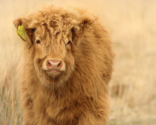 Entzückendes schottisches Highlander-Kalb von PhotographIris