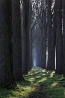 Row of trees in Damme, Belgium