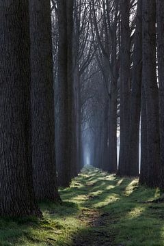 Baumreihe in Damme, Belgien von Francis Langenbick