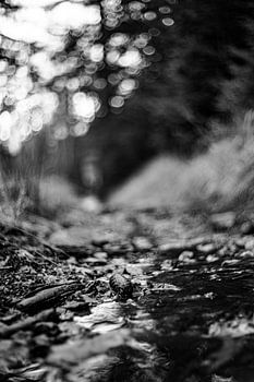 De natuur in zwart-wit