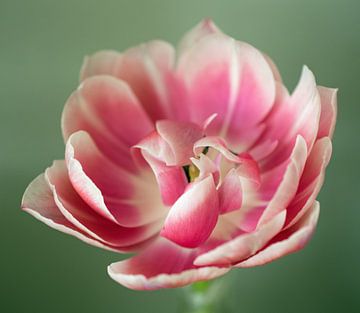Roze tulp van Anne Hana