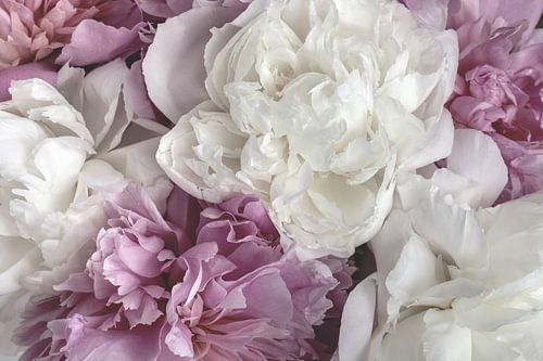 Romantische afbeelding van weelderig bloeiende witte en roze pioenrozen in een vintage look