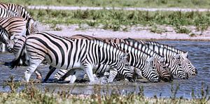 Zebra's drinken, Etosha Nationaal Park in Namibië van W. Woyke