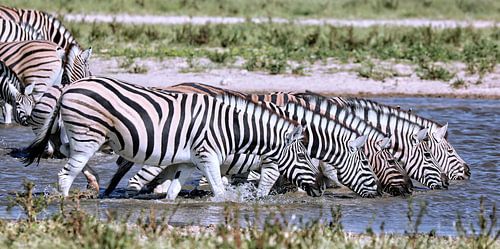 Drinking zebras, Etosha National Park in Namibia by WiWo