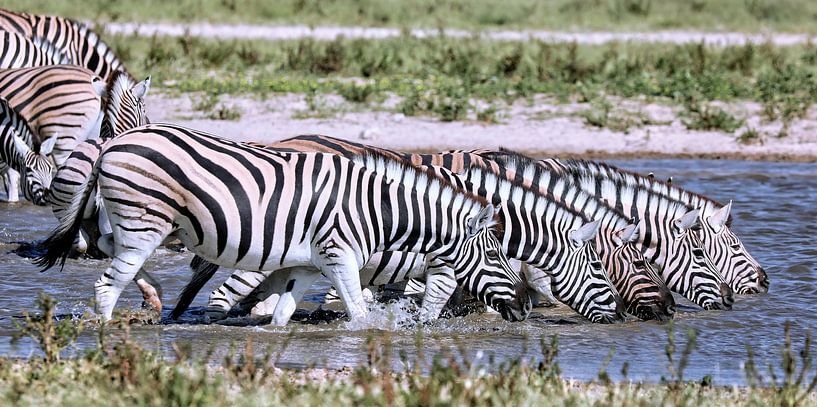 Zebra's drinken, Etosha Nationaal Park in Namibië van W. Woyke