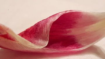 Tulpenblad von Gerhilde Mulder