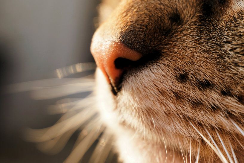 Cat by Toni Stauche
