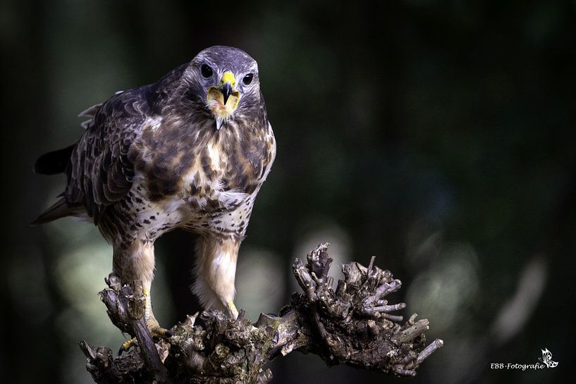 buzzard on stump by Esther Bax