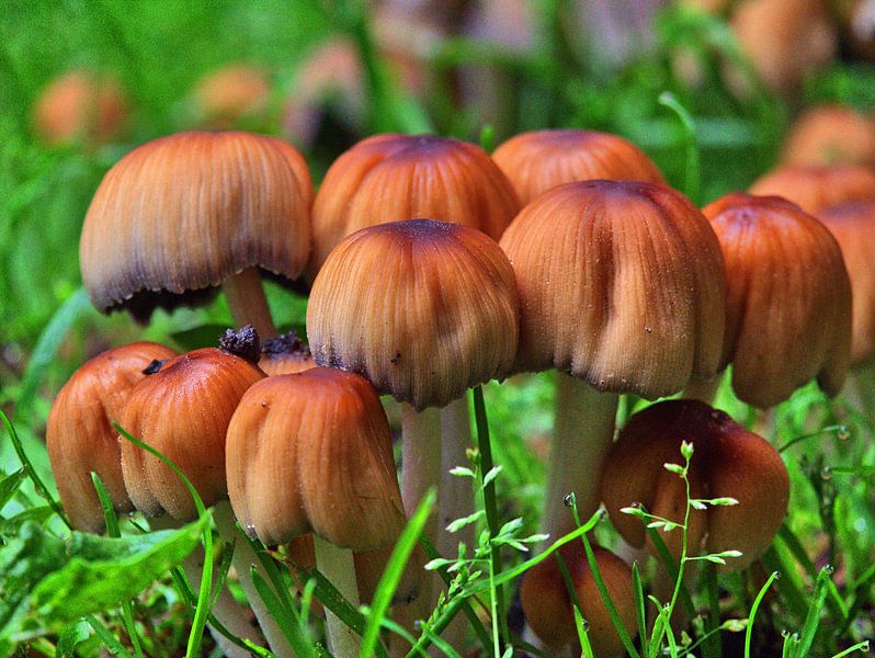 Champignons des prés par Edgar Schermaul