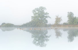 Des oies au lever du soleil à Dwingelderveld - Drenthe (Pays-Bas)