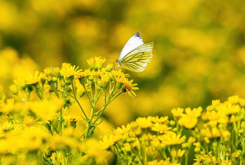 Weißer Schmetterling in Gelb von Merijn Loch