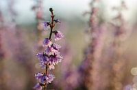 Heideplant