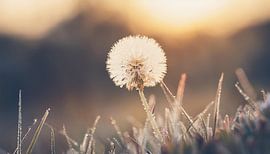 Planten met zonsondergang