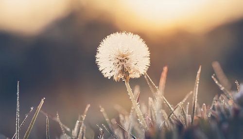 Planten met zonsondergang