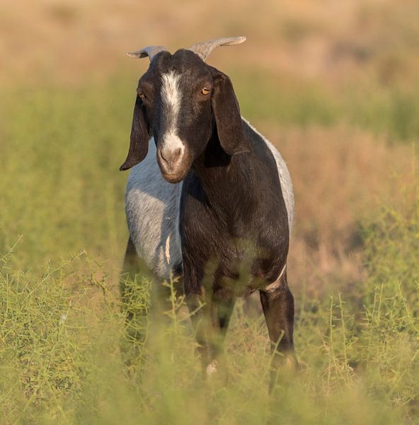 Iran: Zeinodin Caravanserai by Maarten Verhees