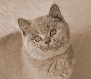 Britisch Kurzhaar in Sepia.