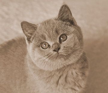 Britse korthaar in sepia. van Jose Lok
