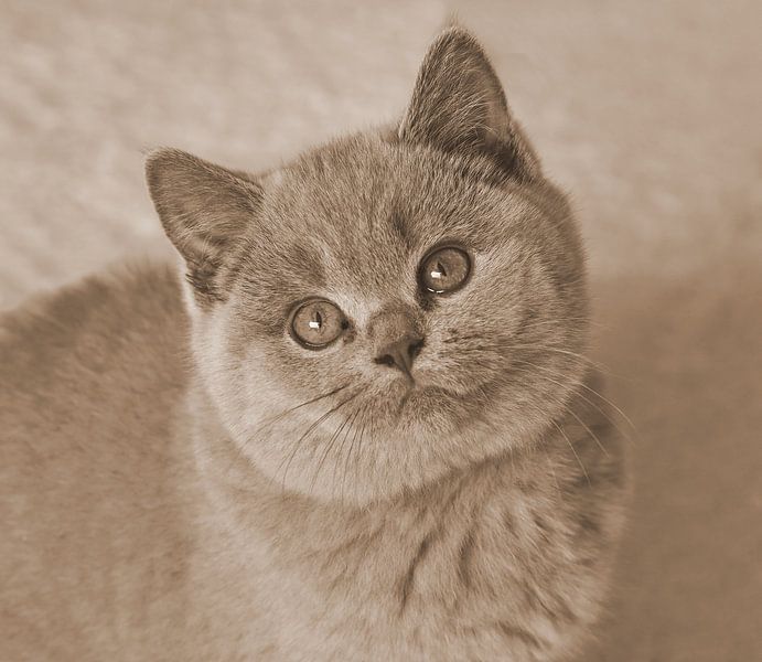 British shorthair in sepia. by Jose Lok