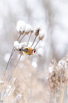 Between snow and stem this goldfinch searches for seed, a clay patch full of life in winter silence