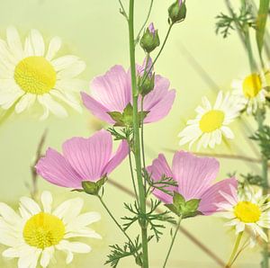 Chou-fleur avec marguerites