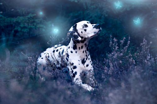 Dalmatier sprookje
