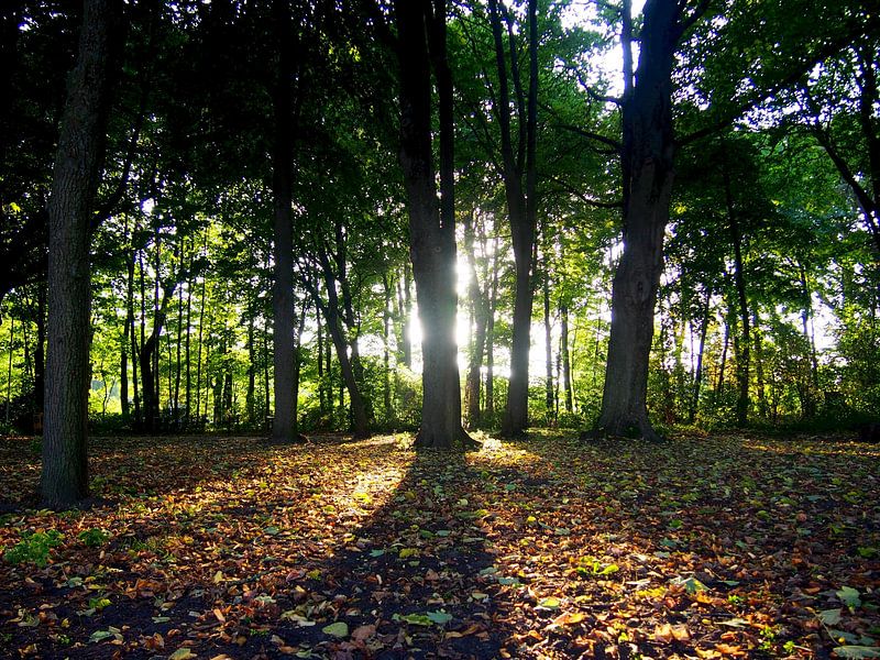 Play of light in the forest - sun behind the tree by Masterpiece Living