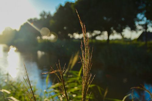 Planten langs de waterkant met zonnestralen