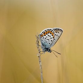 Blaues Heidekraut auf Gras in den Bargerveen von Stefan Wiebing Photography