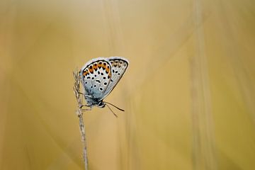 Heideblauwtje op gras in het Bargerveen