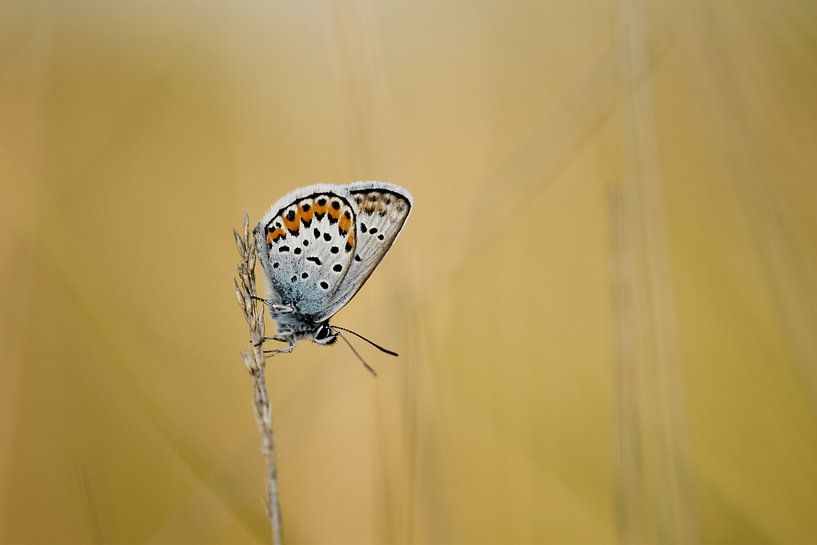 Bleu de bruyère sur l&#039;herbe dans le Bargerveen par Stefan Wiebing Photography