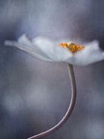 The Beauty Within