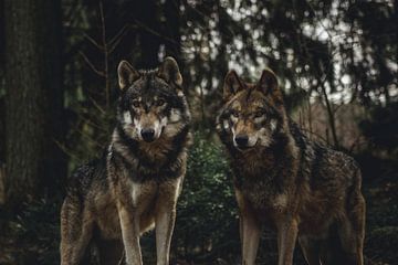 paar wolven van Larsphotografie