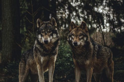 pair of wolves
