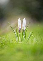 Variegated crocus spring