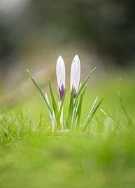 Variegated crocus spring by Jett Fotografie