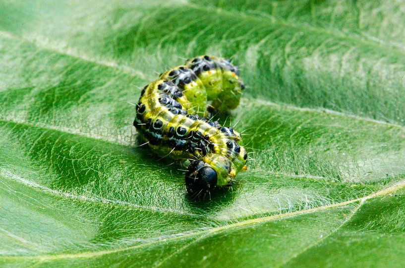 Buxus rups op groen blad van Ellinor Creation