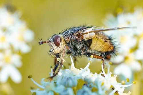 The Savage Creeper: A Master of the Hunt