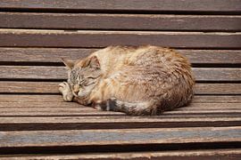 Siesta in Valldemossa by Venkat Ayyalasomayajula