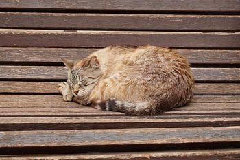 Siesta in Valldemossa