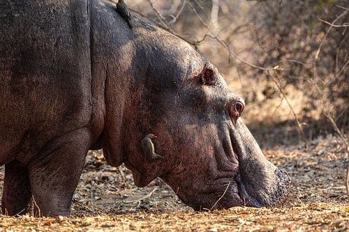 Flusspferd an Land mit einem Vogel an der Seite seines Gesichts in South Luangwa, Sambia