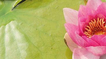 De mooie roze waterlelie