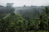 Regen bij Tegalalang rijstveld in Ubud, Bali