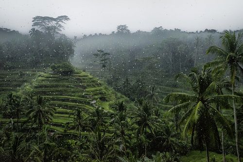 Regen bij Tegalalang rijstveld in Ubud, Bali