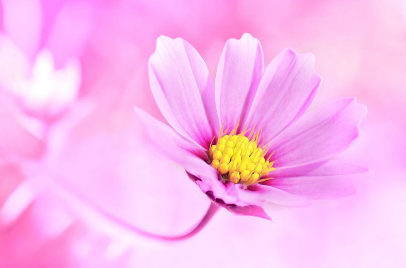 Cosmea von Violetta Honkisz